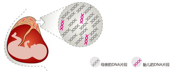 懷孕60天抽血查染色體看性別準(zhǔn)嗎？